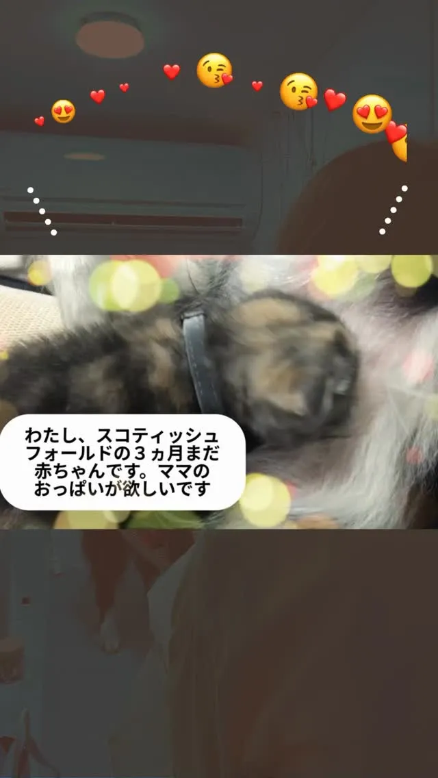 🐾【お客様の来店きっかけエピソード】🐾