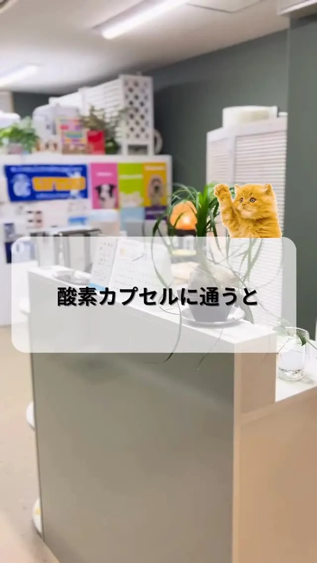 「✨疲れ知らずの秘密は“酸素”✨