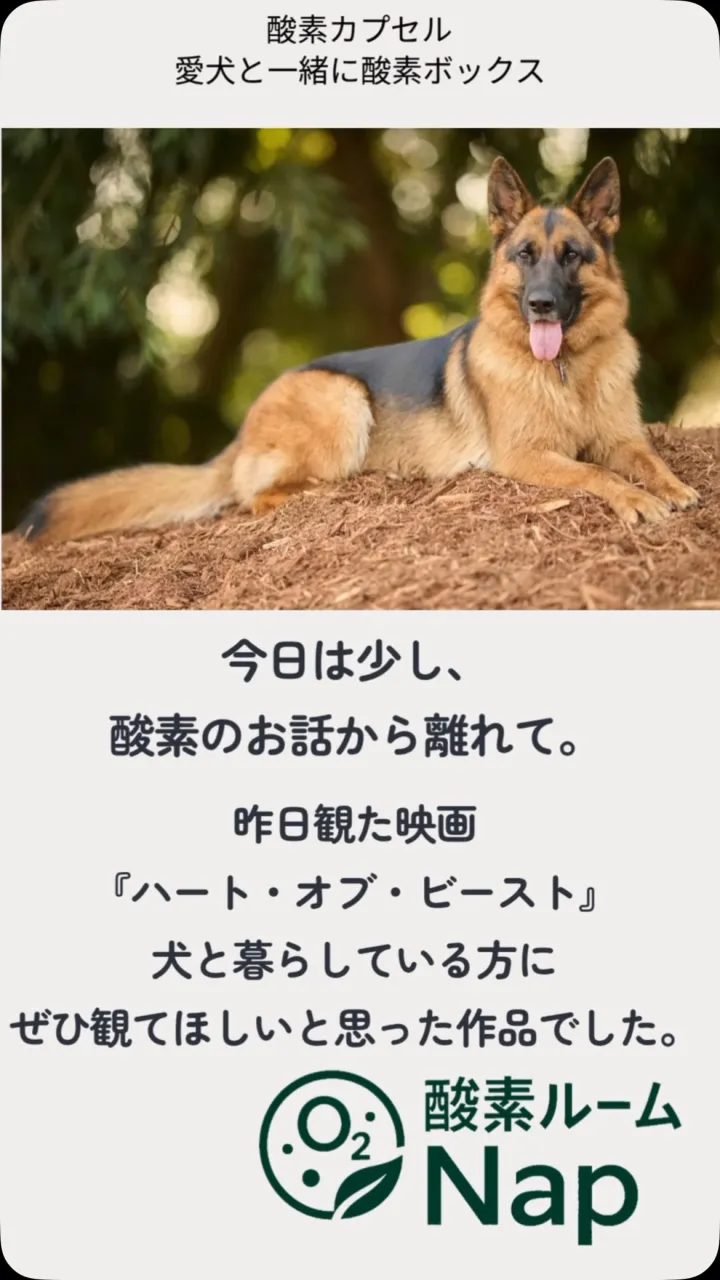 【ぜひ観てほしい映画でした🐕】